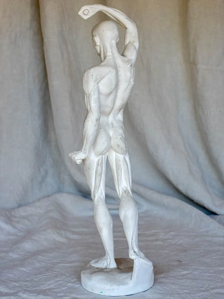 Antique French anatomical sculpture of a man in plaster