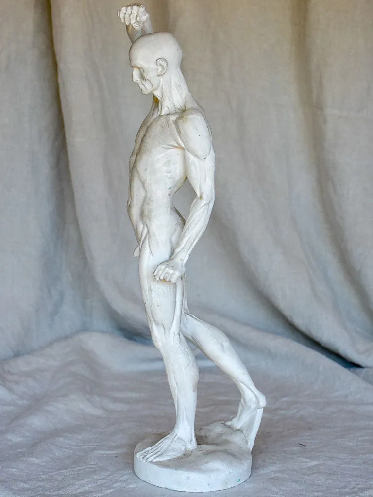 Antique French anatomical sculpture of a man in plaster