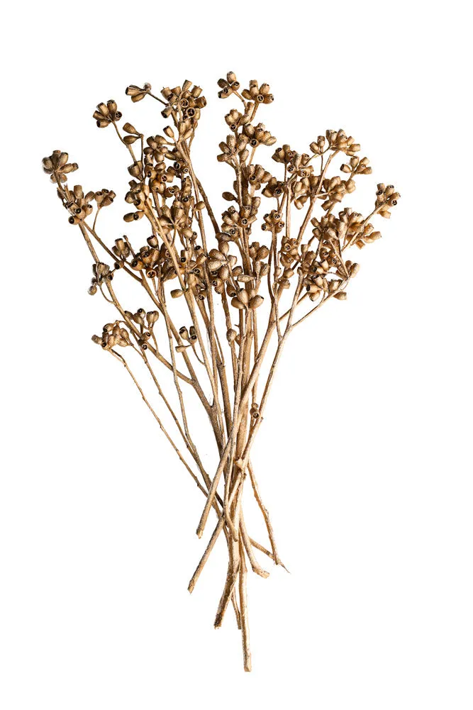 Gorgeous Gold Dried Mini Seed Pods