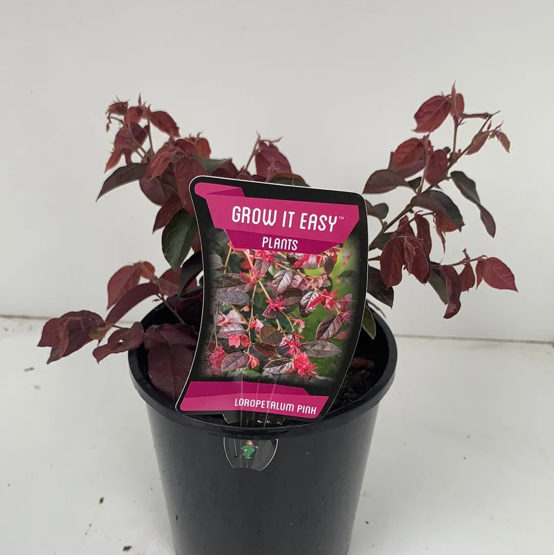 Loropetalum 'Plum Gorgeous'