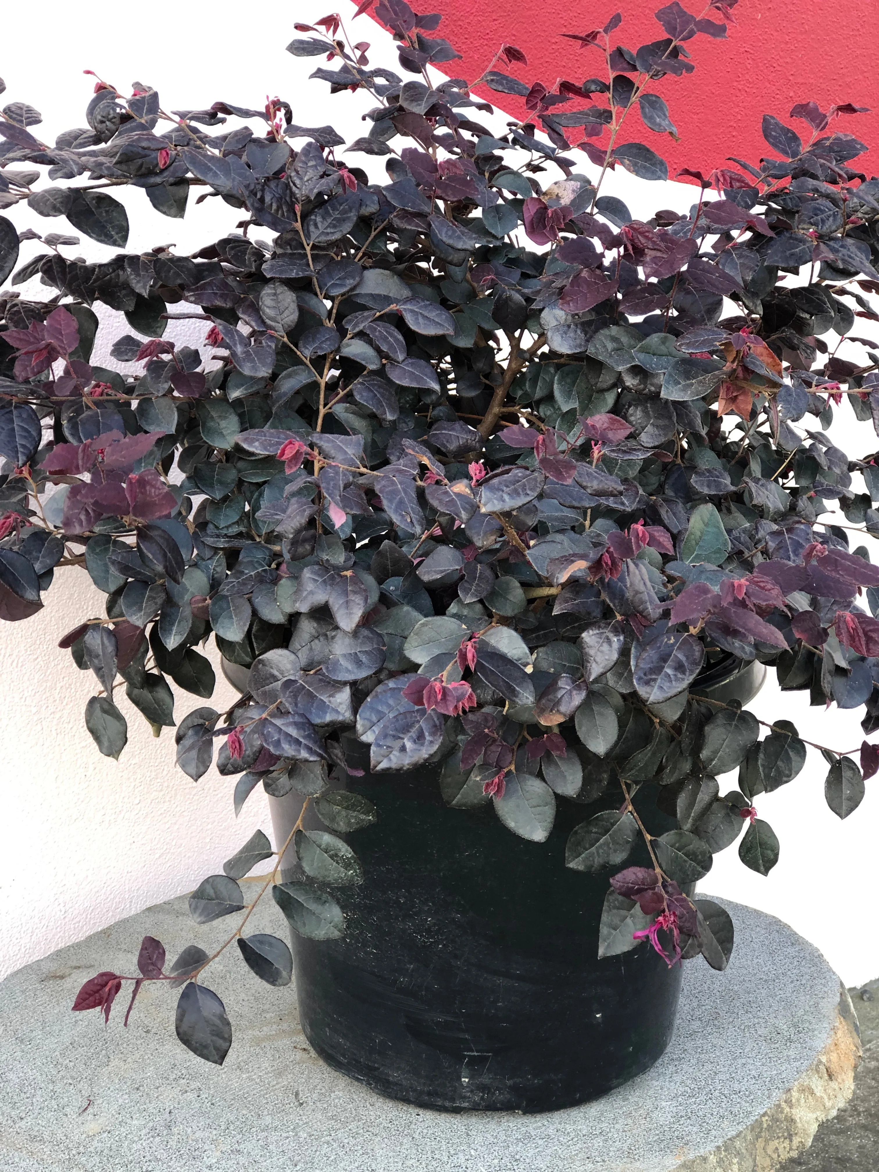 Loropetalum 'Plum Gorgeous'