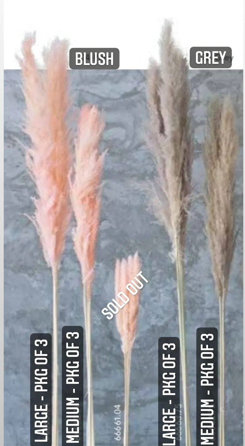 PAMPAS GRASS STEMS - PKG OF 3